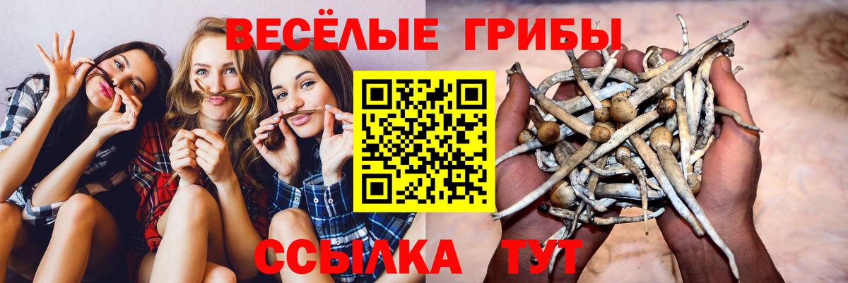Псилоцибиновые грибы Psilocybe Светлоград